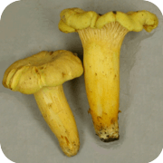 yellow chanterelle mushroom