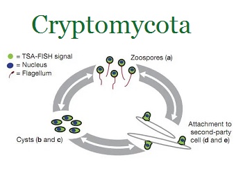 Image of Cryptomycota life cycle.