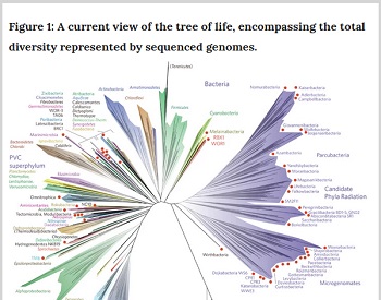Image of new genome tree.