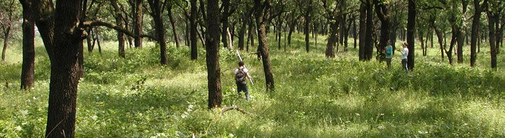 Black oak savanna at Miller Woods.