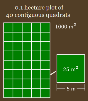 Diagram of plot made of 40 quadrats, each 25 square meters.