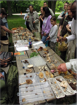 People look at 2 tables covered with mushrooms.
