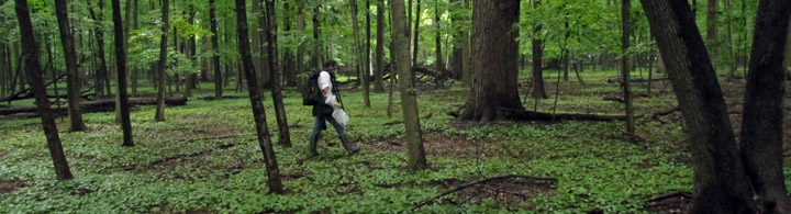 Man walking in maple-oak forest.