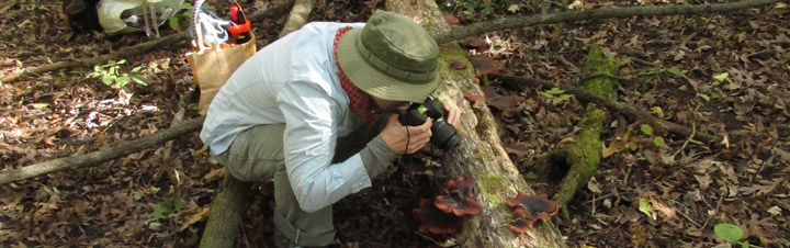 Woman photographing mushrooms on log.