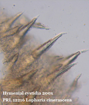 Large sharp-pointed cells.