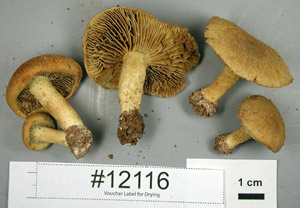 Brown mushroom.