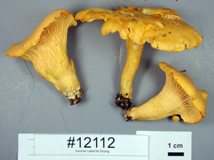 Orange-yellow mushroom.