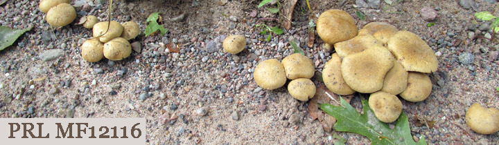Brown Inocybe mushrooms growing along gravel roadside.