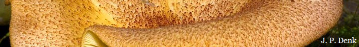 Orange hairy cap of Tricholomopsis rutilans. Orange hairy cap of Tricholomopsis rutilans.