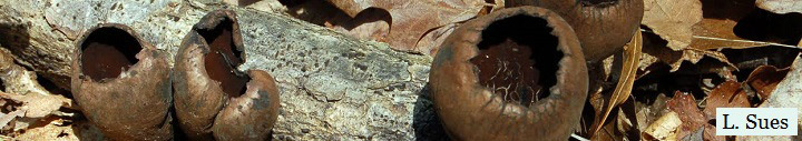 View of black cup called Urnula. View of black cup called Urnula.