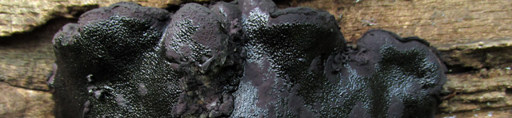 View of black disk called Camarops. View of black disk called Camarops.