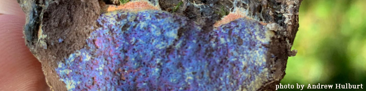 View of violet parasite called Necctriopsis. View of violet parasite called Necctriopsis.
