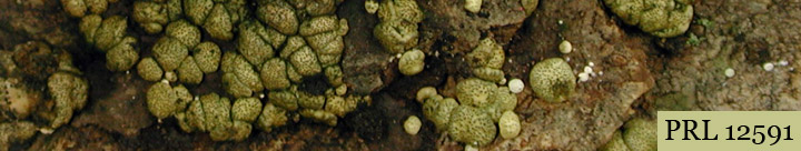 View of yellow lumps called Hypocrea.