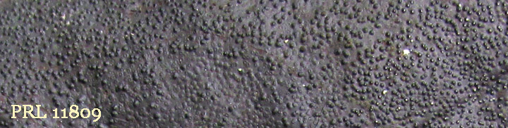View of black bumpy crust called Diatrype stigma. View of black bumpy crust called Diatrype stigma.
