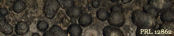 View of black crusty bumps called Hypoxylon. View of black crusty bumps called Hypoxylon.