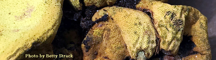 View of yellow gelationous bags called Entonaema. View of yellow gelationous bags called Entonaema.