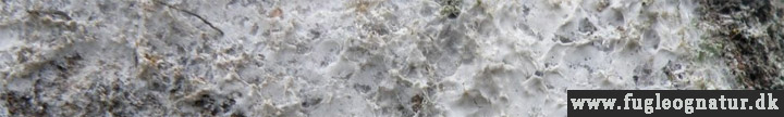 Cobweb appearance of Athelia arachnoidea.