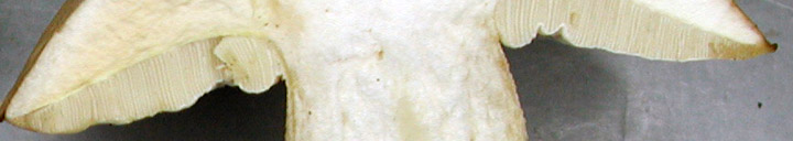 Detail view of cross-section of Boletus variipes. Detail view of cross-section of Boletus variipes.