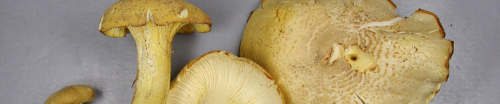 Detail view of Chicago chanterelle.