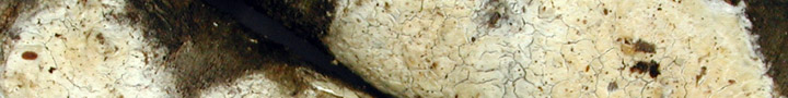 Underside view of white crust. Underside view of white crust.