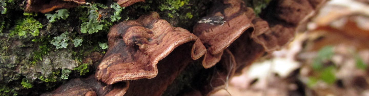 Top view of Punctularia bracket. Top view of Punctularia bracket.