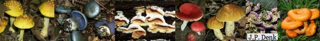 Collage of six different mushrooms. Collage of six different mushrooms.