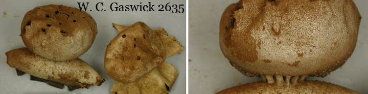 The pepperpot earthstar called Myriostoma. The pepperpot earthstar called Myriostoma.