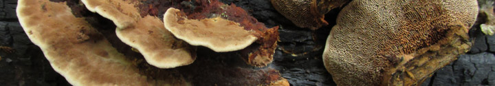 Detail view of Gloeophyllum trabeum.