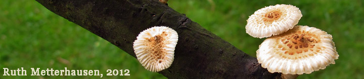 View of Heliocybe sulcata.