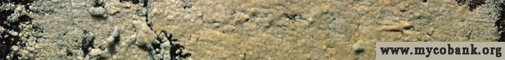 Detail view of brown crust called Jaapia argillacea. Detail view of brown crust called Jaapia argillacea.