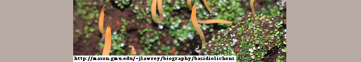 View of little green lichen with orange clubs, called Lepidostroma. View of little green lichen with orange clubs, called Lepidostroma.