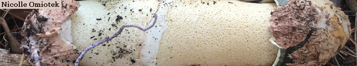 Detail view of stinkhorn fungus. Detail view of stinkhorn fungus.