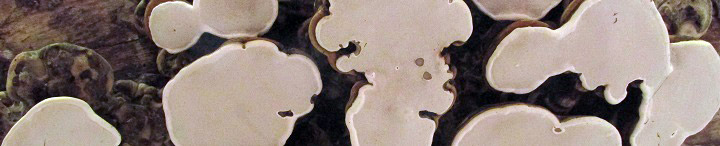 Underside view of Ganoderma. Underside view of Ganoderma.