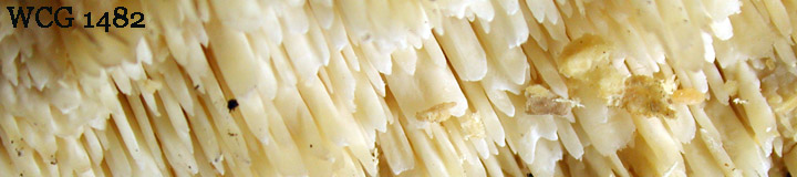 Detail view of the teeth of Spongipellis pachyodon. Detail view of the teeth of Spongipellis pachyodon.
