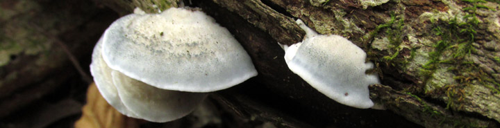 Brackets on a log; these are the blue cheese polypore. Brackets on a log; these are the blue cheese polypore.