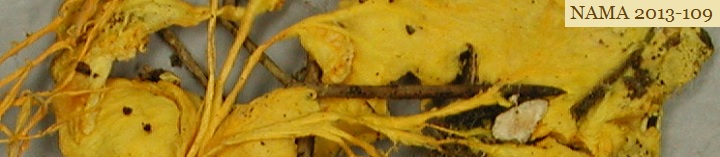 Top side view of yellow crust and cords called Fibroporia radiculosa. Top side view of yellow crust and cords called Fibroporia radiculosa.
