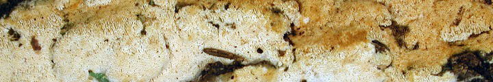 View of pale brown polypore called Antrodia. View of pale brown polypore called Antrodia.