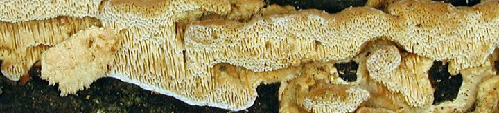 View of brown polypore called Antrodia. View of brown polypore called Antrodia.