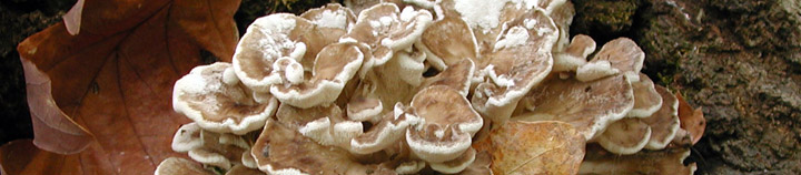 View of lobed gray fronds of polypore called Grifola. View of lobed gray fronds of polypore called Grifola.