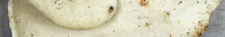 Underside view of white pores of Tyromyces. Underside view of white pores of Tyromyces.