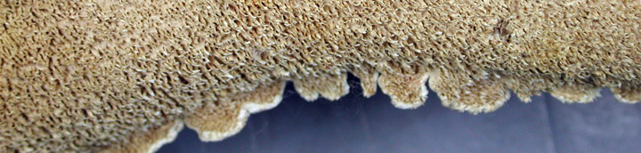 Underside view of white toothy pores of Irpex. Underside view of white toothy pores of Irpex.