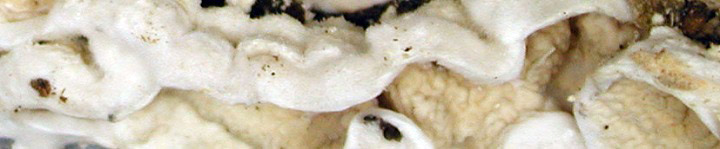 Detail view of phlebioid caps of Byssomerulius corium. Detail view of phlebioid caps of Byssomerulius corium.