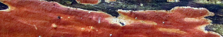 View of reddish pored crust called Ceriporia spissa. View of reddish pored crust called Ceriporia spissa.