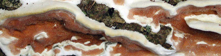 Detail view of white cap and pinkish pores of Gloeoporus.