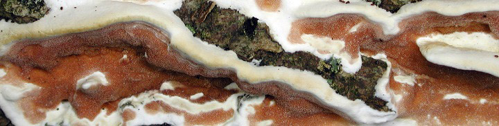 Detail view of white cap and pinkish pores of Gloeoporus. Detail view of white cap and pinkish pores of Gloeoporus.