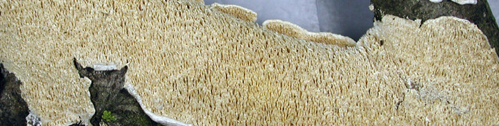 Underside view of white toothy pores of Irpex. Underside view of white toothy pores of Irpex.