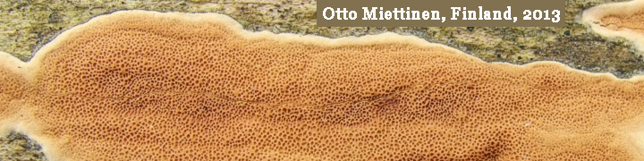 Underside view of brown pores of the crust called Meruliopsis taxicola. Underside view of brown pores of the crust called Meruliopsis taxicola.