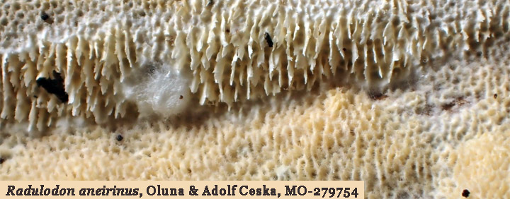 Detail view of jagged pores of Raduliporus aneirina. Detail view of jagged pores of Raduliporus aneirina.