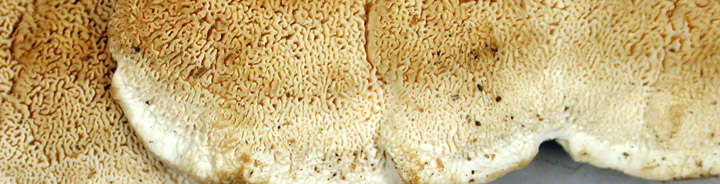 Detail view of irregular pores of Trametopsis. Detail view of irregular pores of Trametopsis.