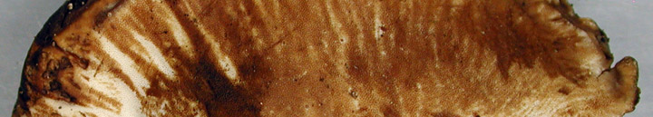 Underside view of white pores stained brown of Ischnoderma.